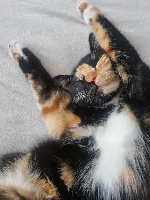 My cat looks so happy when she sleeps