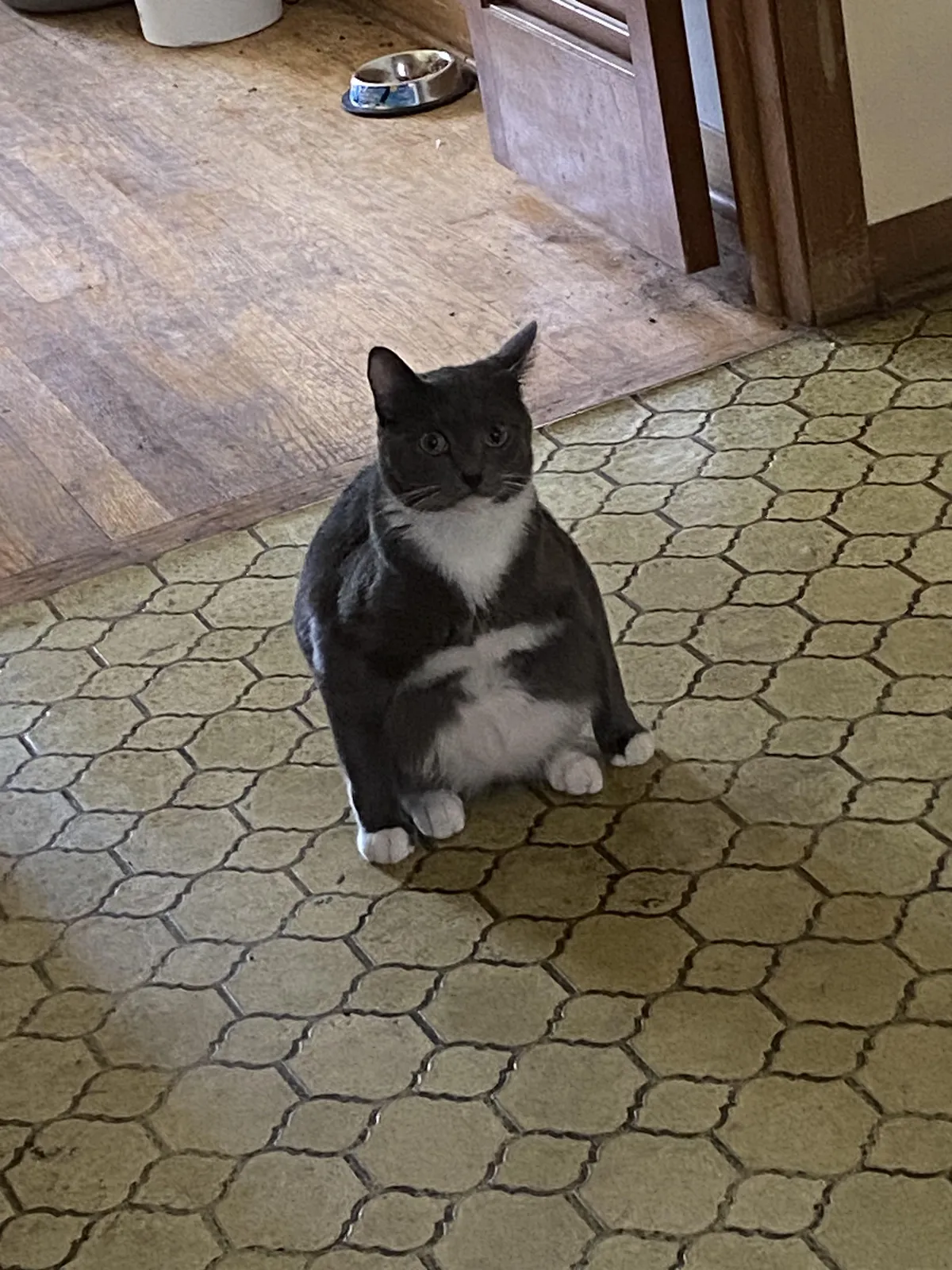 I have never seen a cat sit like this…what is wrong with him-