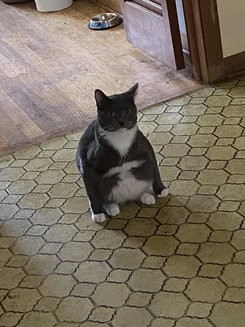 I have never seen a cat sit like this…what is wrong with him-