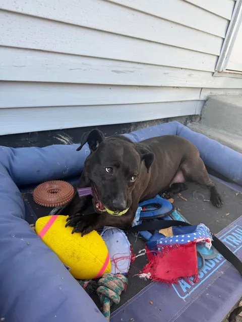 Waffles has officially broken out of the shelter after 730 days! 🤭