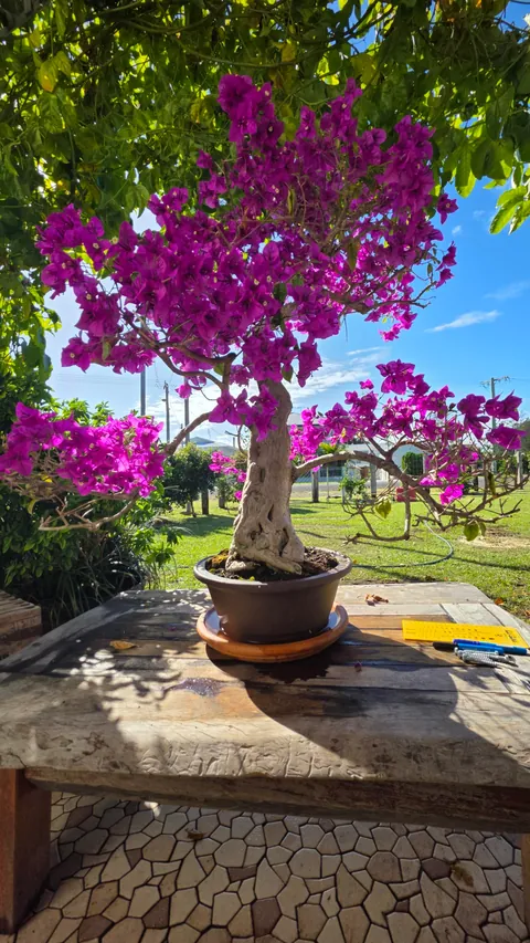 My Potted Bougainvillea (Bonsai) in Flower.