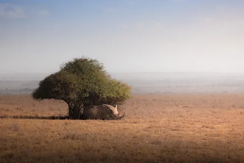 White Rhino under a tree… What do you think?