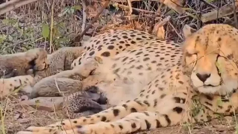 Abandoned at birth and looked after by humans, first Indian cheetah Mukhi becomes mother to 5 cubs!