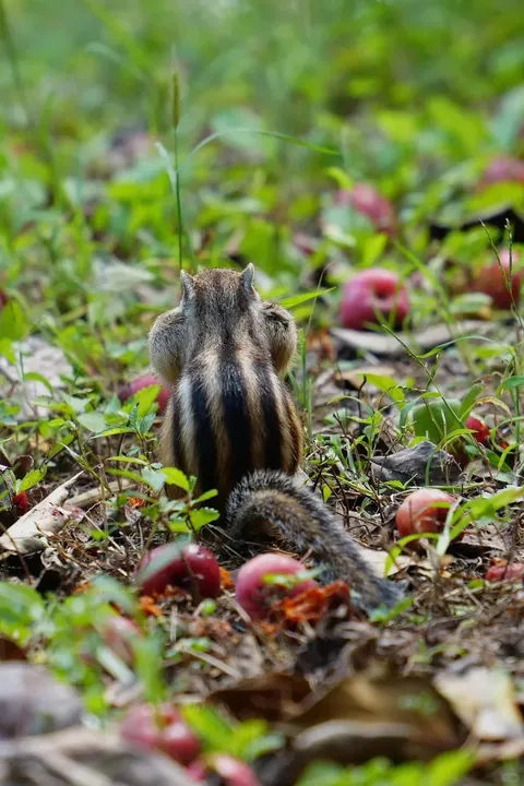 Spotted the cutest chipmunk ever at my local park!
