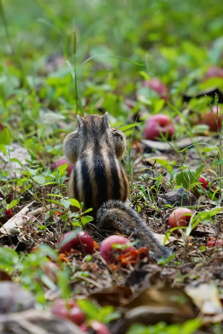 Spotted the cutest chipmunk ever at my local park!