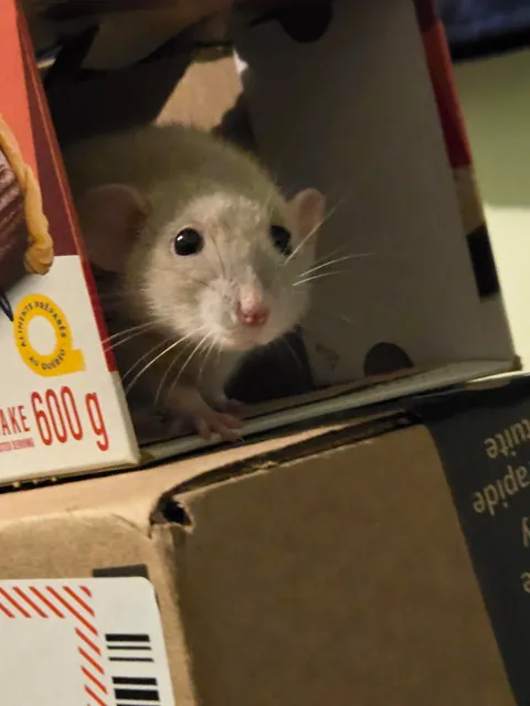 WHY IS JIMILY SO PHOTOGENIC