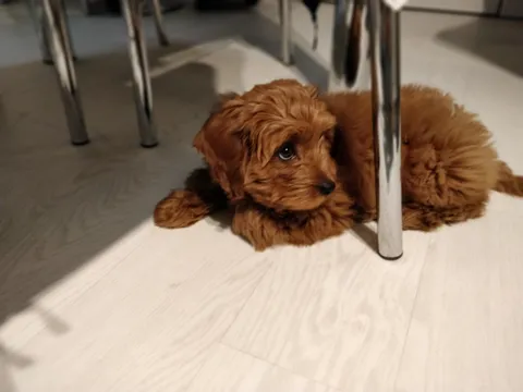 Always wanted a dog, ended up with a sock thief