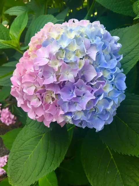 My most beautiful bloom of the year.