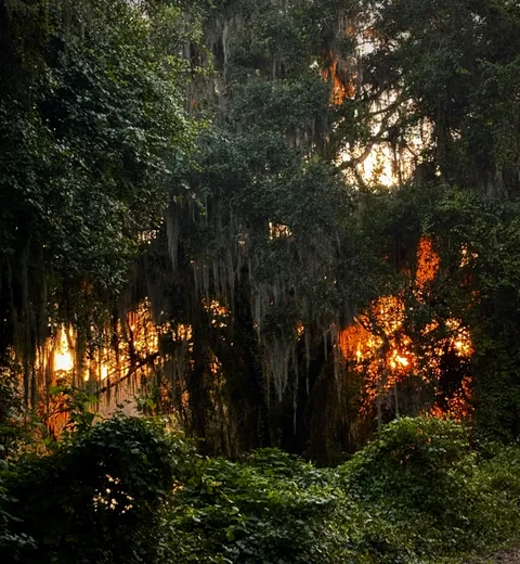 🔥Fiery glow of late day light behind an old oak tree