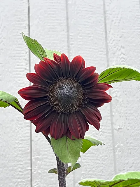 Some flowers I grew from seed this year 💐