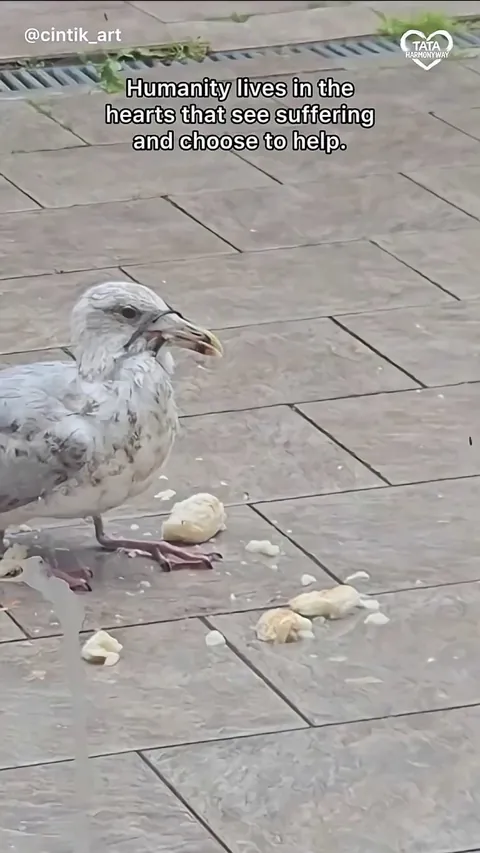 Man rescues a bird whose beak is stuck shut