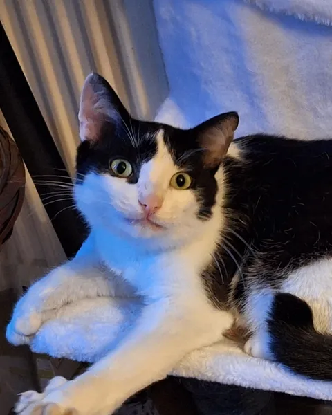 my little guy pulled this cute face after yawning