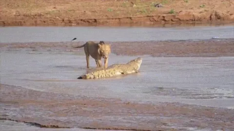 Three lions try to take on a croc, but croc skin is like sheetmetal