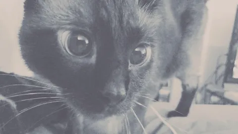 Diablo, 18 years still wasn't enough. I've loved you every day of your life, minus a few weeks at the beginning before we met you. Wait for us, we'll be there before you know it