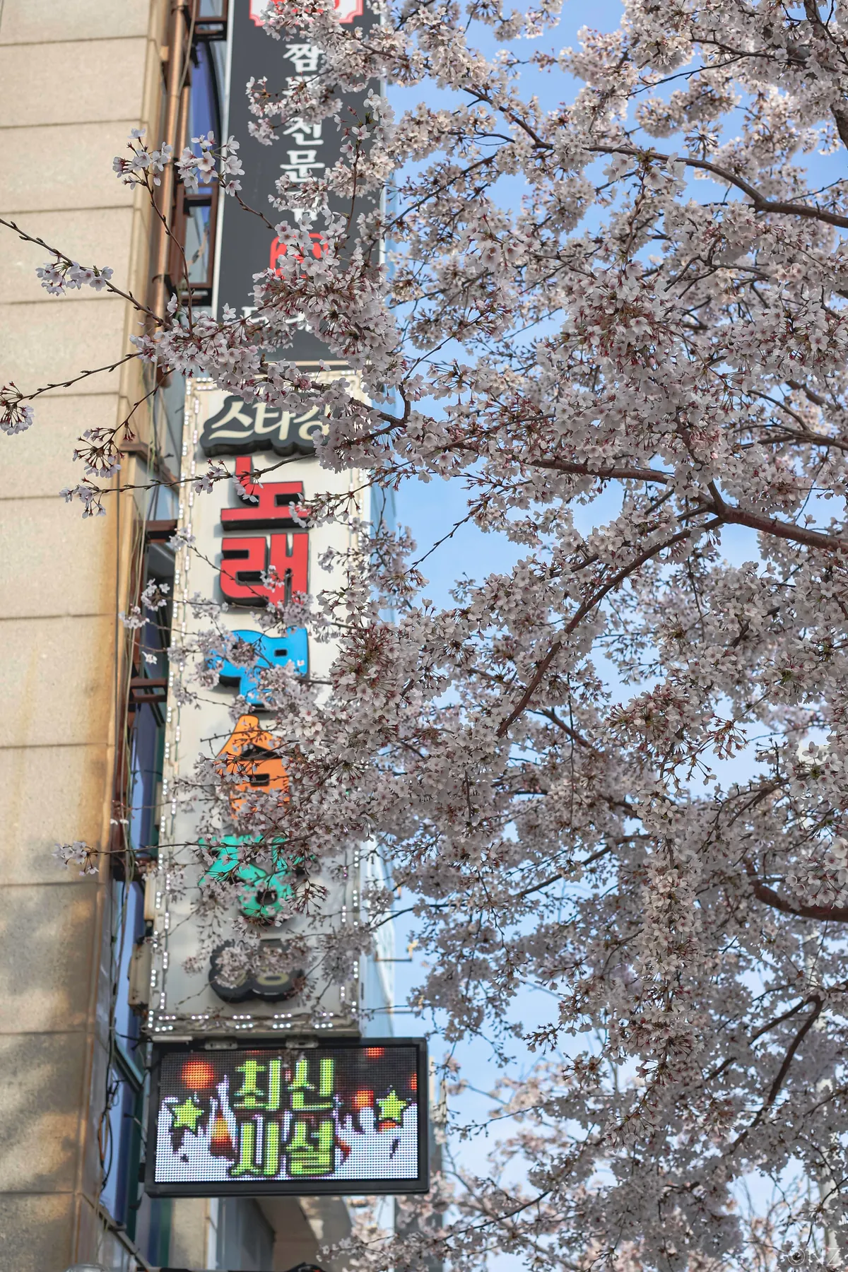 Sakura Busan April'25: A dream with cherry blossoms