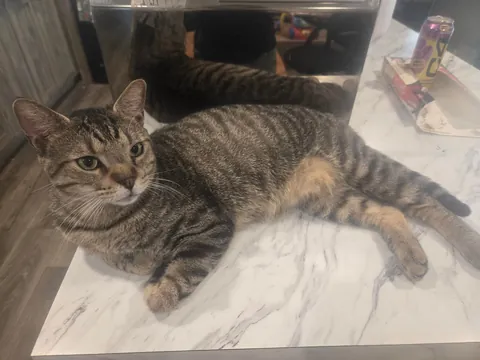 Is he fat or just big