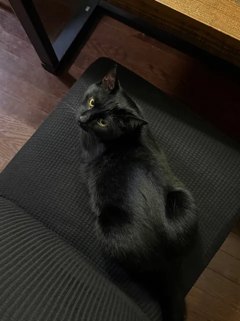 My sweet guy Wedgie turned 1!