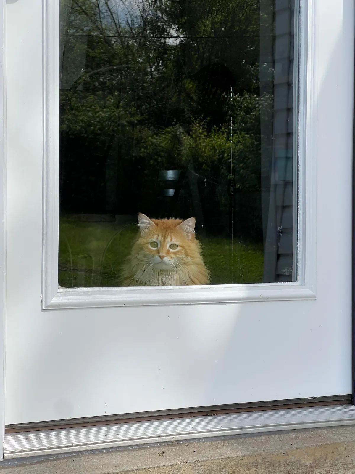 Just moved into a house. My cat is seeing the real world for the first time and it’s really bogging her down