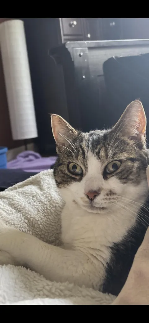 Luna is on pain meds for a sprained elbow. She currently has no clue that she is a cat