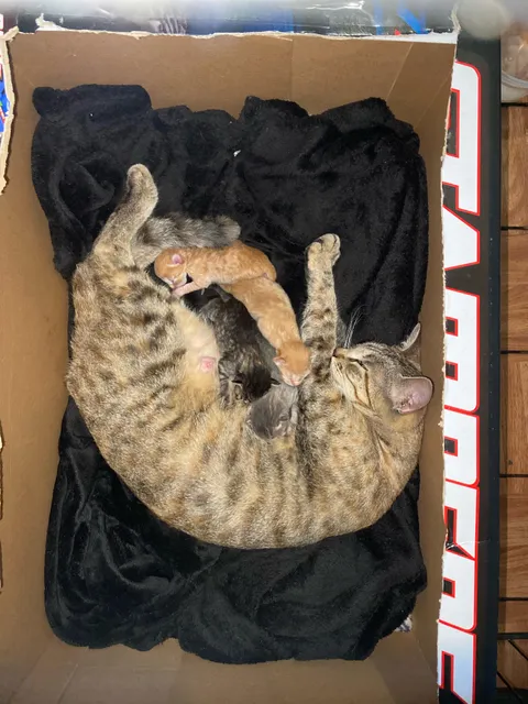 friend and I got drunk, found a cat outside, befriended it then left the door open. cat proceeded to give birth to a family on the couch 