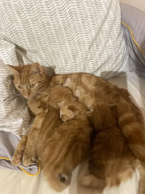 My cat keeps bringing her kittens onto my bed, what do I do?