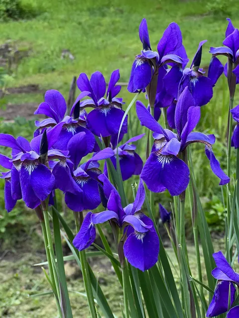 some of the irises around the pond in my garden…. don’t miss the black gem at the end