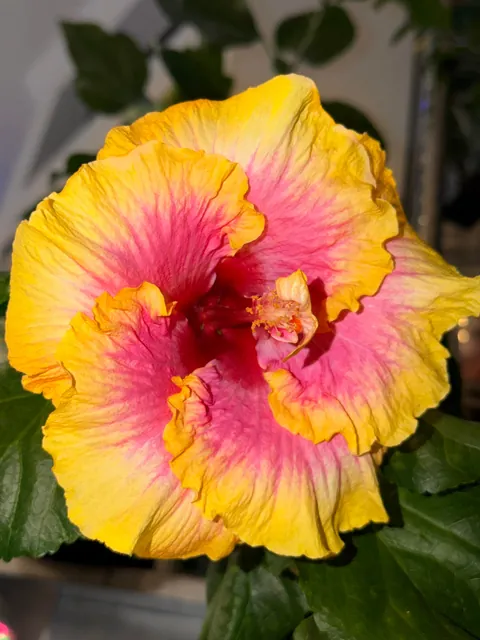 Pink Lemonade Hibiscus