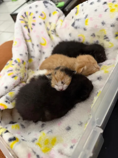 I have been chosen by the cat distribution system😭.