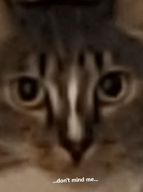 My cat being catish.