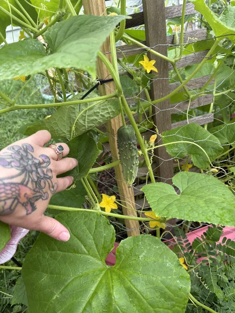 The first vegetable I’ve ever grown!