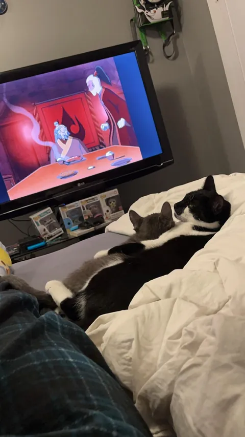 My kitties are friends now &lt;3