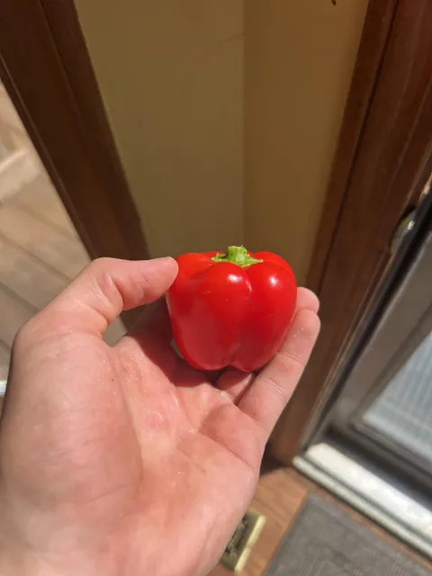 My bell peppers came out perfect except they're at 1/3 scale for some reason 