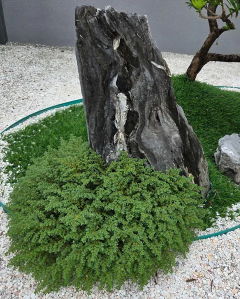 Is this weed growing at the base of this rock an adorable edition or nah? Mom wants to end its life, I'm playing defense lawyer.