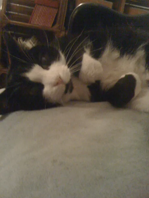 My cat of 17 years finally departed for heaven earlier this morning