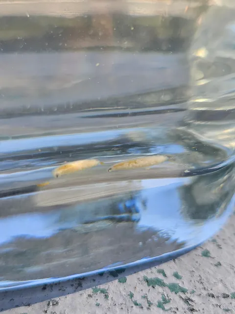 3rd update to parasite filled mantis!