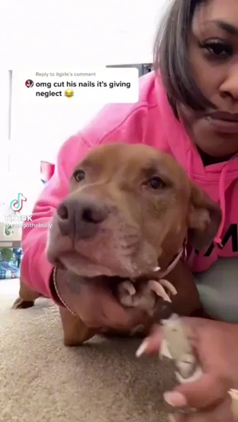 Dog hates getting their nails trimmed? Maintain nail length in between grooming appointments s by making a scratching board for them to turn it into a game!