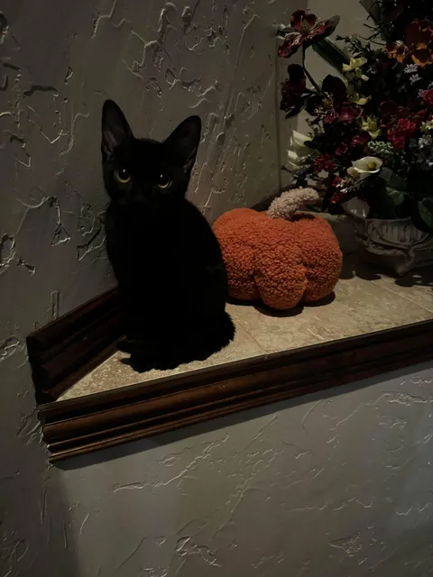 My friend’s cat Olive