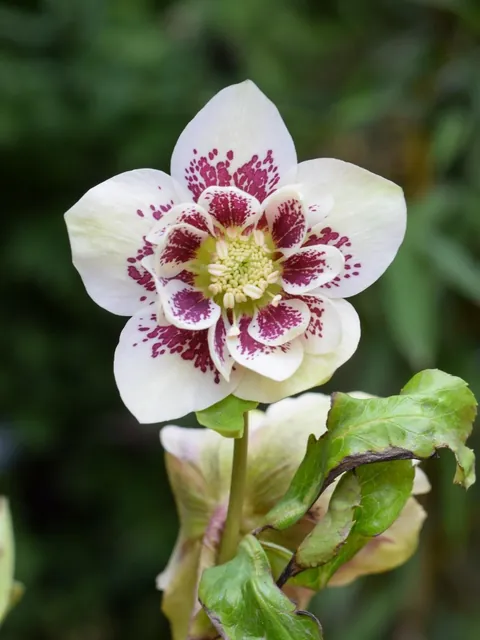 Hellebores from my Serbian garden. 🌸