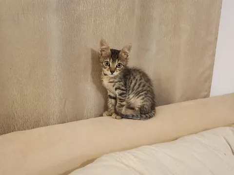 First time having a cat in the family and...