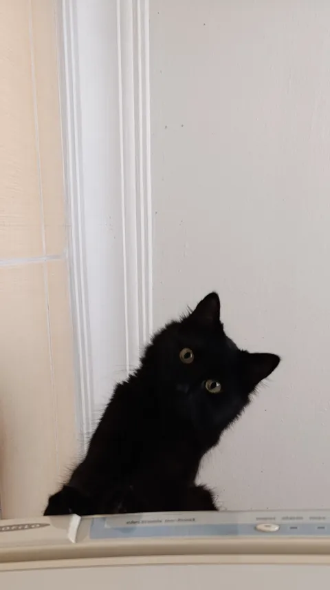 Do long haired cats get hot?