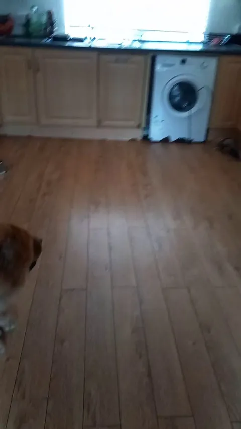 Mr.Chow, Moana and Gillian the Ferret play chasing!