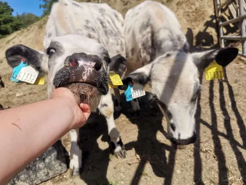 Here are a bunch of pictures of Custard and Cream hanging out with each other! These girls are always together.