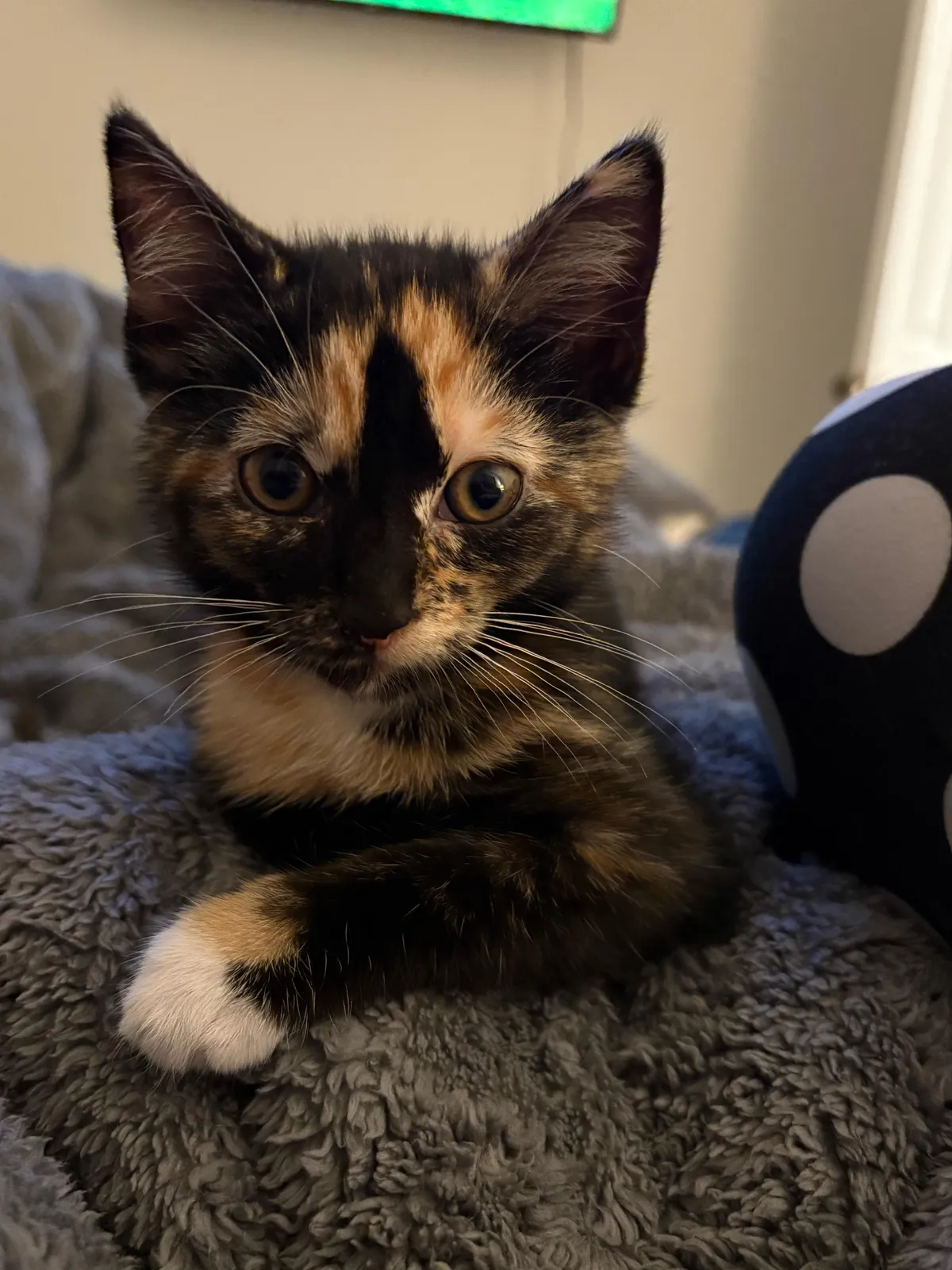 Was finally able to bring this beautiful kitten home today.