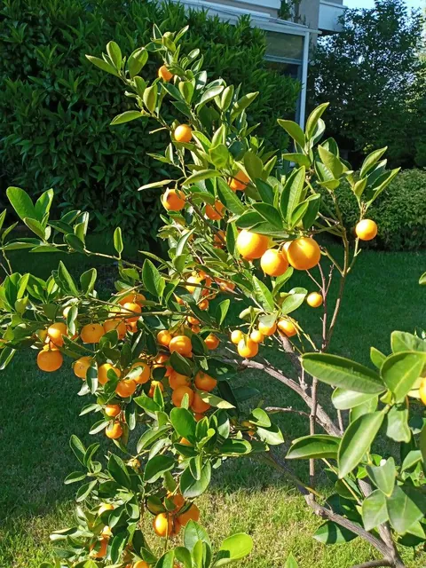 Nothing beats the satisfaction of homegrown goodness! 🌱🍊