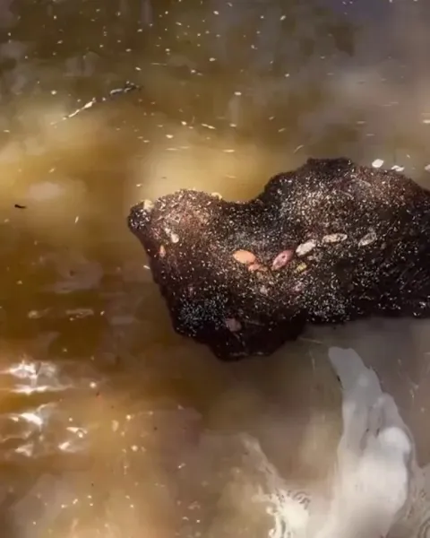 🔥 Fire Ants link their bodies to form a living raft when rising water floods their colony &amp; forces them to relocate