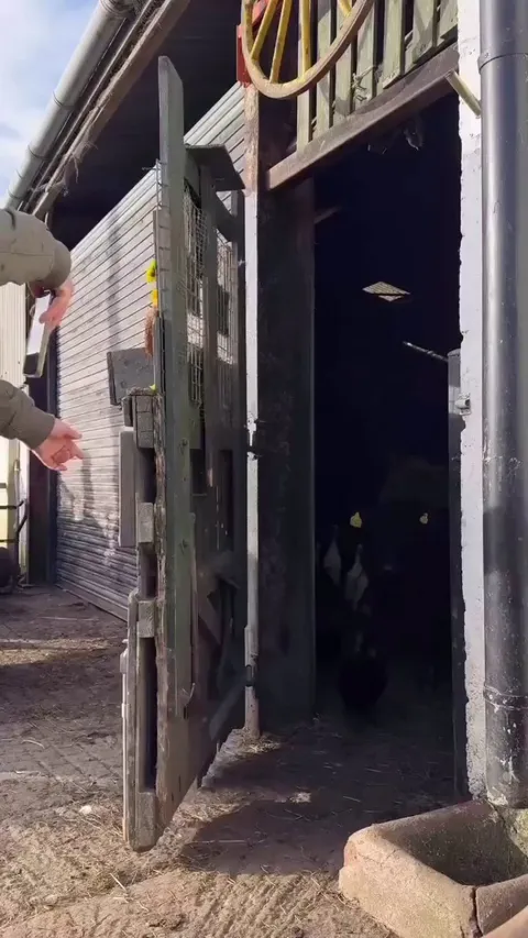 Barnyard creatures great and small