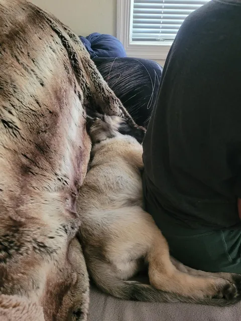 As requested heres a slew of photos of my found stray Kai Guy 😜(not sure breed mix?)