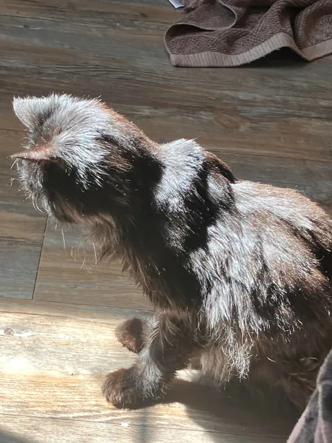 My ugly little 3lb senior kitty