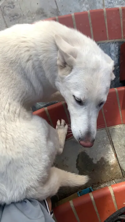 Delivering Amazon packages when this big boy blocked me with the strength of a brick wall.