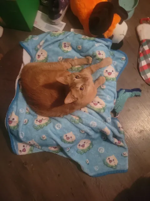 Orange Joe has crossed the rainbow bridge.